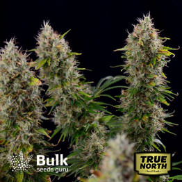 Master Kush Feminized Seeds (Bulk Seeds Guru)