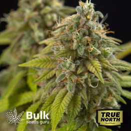 Northern Lights X Big Bud AUTOFLOWERING FEMINIZED Seeds (Bulk Seeds Guru)