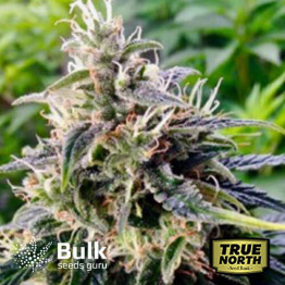 Northern Lights Feminized Seeds (Bulk Seeds Guru)