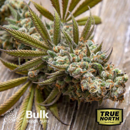 Northern Lights Regular Seeds (Bulk Seeds Guru)