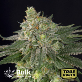 ObiWan Kush Feminized Seeds (Bulk Seeds Guru) - ELITE STRAIN