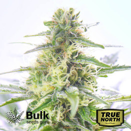 Original Afghani #1 Regular Seeds (Bulk Seeds Guru)