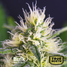 Original Skunk #1 Regular Seeds (Bulk Seeds Guru)