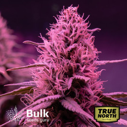 Auto Purple Kush Feminized Seeds (Bulk Seeds Guru)