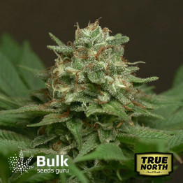 Sweet Tooth Auto Feminized Seeds (Bulk Seeds Guru) * Until Supply Lasts *