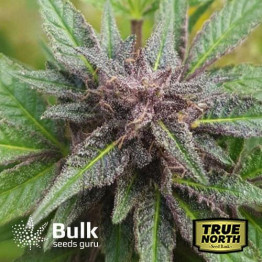 Tangie Scout Regular Seeds (Bulk Seeds Guru) **While Supply Lasts**