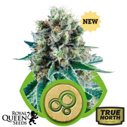 Bubble Kush AUTO Feminized Seeds (Royal Queen Seeds)