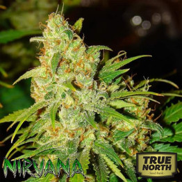 AUTO Bubblelicious FEMINIZED Seeds (Nirvana Seeds)