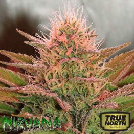 Bubblelicious FEMINIZED Seeds (Nirvana Seeds)