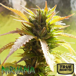 Bubblelicious REGULAR Seeds (Nirvana Seeds)