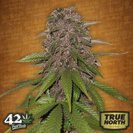 C4 - Auto Feminized Seeds (FastBuds) - CLEARANCE