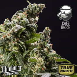 Cafe Racer FEMINIZED Seeds (BlimBurn Seeds)