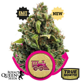 Candy Kush Express FAST Feminized Seeds (Royal Queen Seeds)
