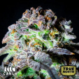 Canuk Cookies AUTO FEMINIZED Seeds (Canuk Seeds) - ELITE STRAIN