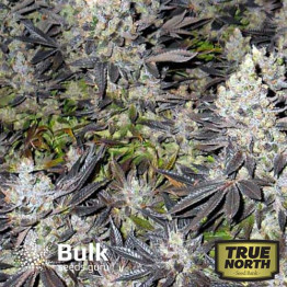 Canuk Cookies Feminized Seeds (Bulk Seeds Guru) - ELITE STRAIN