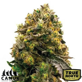 Carmen 2.0 Fast Version Feminized Seeds (Canuk Seeds) - ELITE STRAIN