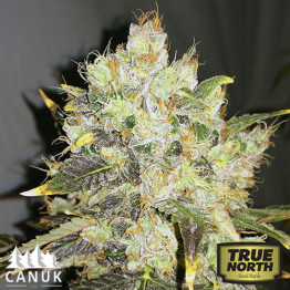 CBDurban Feminized Seeds (Canuk Seeds)