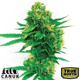 Cheese Diesel Feminized Seeds (Canuk Seeds) - ELITE STRAIN