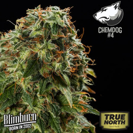 Chemdog #4 FEMINIZED Seeds (BlimBurn Seeds)