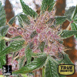 Cherries Jubilee FEMINIZED Seeds (Cali Connection)