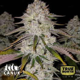 Cherry Cookies Feminized Seeds (Canuk Seeds) - ELITE STRAIN