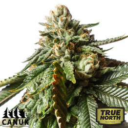 Cherry Pie Feminized Seeds (Canuk Seeds)