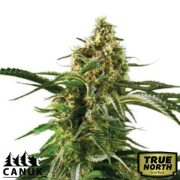 Cherry AK Fast Version Feminized Seeds (Canuk Seeds) - ELITE STRAIN