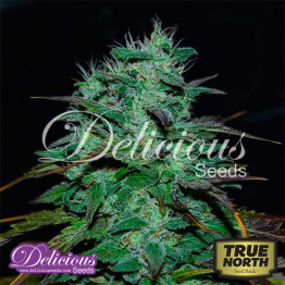 Chocobang FEMINIZED Seeds (Delicious Seeds)