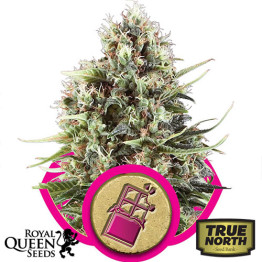 Chocolate Haze Feminized Seeds (Royal Queen Seeds) - CLEARANCE