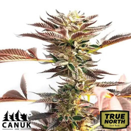 Cinderella 99 X Blueberry Fast Version Feminized Seeds (Canuk Seeds) - ELITE STRAIN