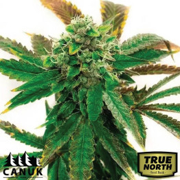 Cinderella 99 X Lemon Pie Feminized Seeds (Canuk Seeds) - ELITE STRAIN