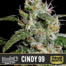 Cindy 99 Feminized Seeds (BlimBurn Seeds)