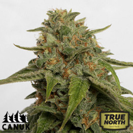 Citrus Skunk Feminized Seeds (Canuk Seeds) - ELITE STRAIN 