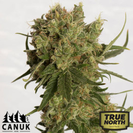 Coco Melon Feminized Seeds (Canuk Seeds) - ELITE STRAIN - CLEARANCE