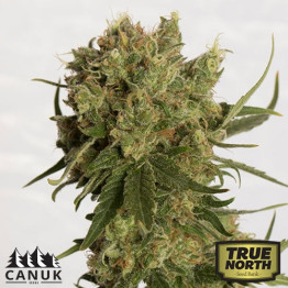 Coco Melon Regular Seeds (Canuk Seeds) - ELITE STRAIN **While Supplies Last**