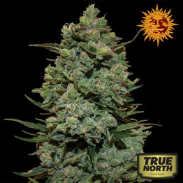 Cookies Kush Feminized Seeds (Barney's Farm) 