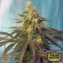 Cream Caramel CBD Feminized Seeds (Sweet Seeds)