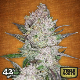 Cream Cookies Auto Feminized Seeds (FastBuds) - CLEARANCE