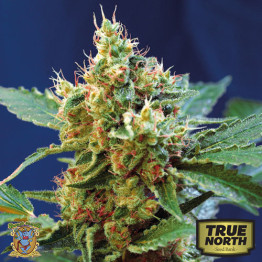 Cream Mandarine XL Auto Feminized Seeds (Sweet Seeds) 