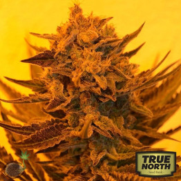 Critical Sour Diesel FEMINIZED Seeds (Emerald Triangle)