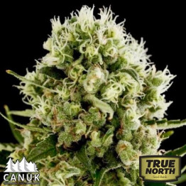Critical Jack Fast Feminized Seeds (Canuk Seeds) 