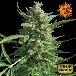 Critical Kush Feminized Seeds (Barney's Farm) 