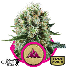 Critical Kush Feminized Seeds (Royal Queen Seeds)