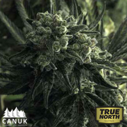 Critical Mass Feminized Seeds (Canuk Seeds)