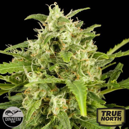 Critical + Automatic Feminized Seeds (Dinafem)