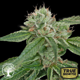 Crockett's Confidential REGULAR Seeds (Crockett Family Farms)