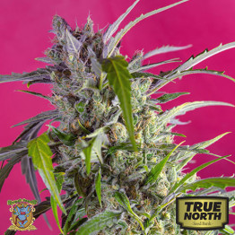 Crystal Candy Auto Feminized Seeds (Sweet Seeds)