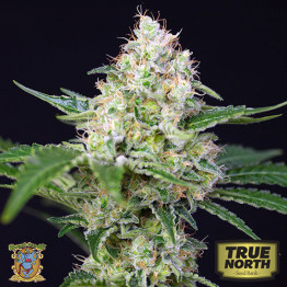 Crystal Candy Feminized Seeds (Sweet Seeds)