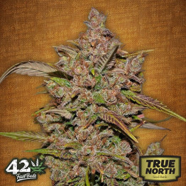 Crystal METH Auto Feminized Seeds (FastBuds) - CLEARANCE