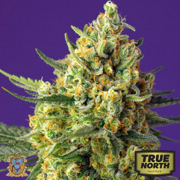 Crystal Candy XL Auto Feminized Seeds (Sweet Seeds) 